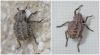 Brachycerus sp.